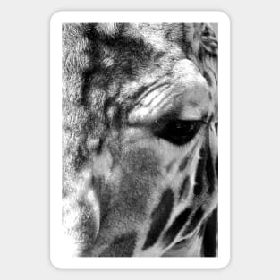 African Giraffe Amelopardalis Giraffa Sticker